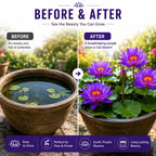 Lotus Seeds for Planting (Pack of 2) – Exotic Lotus Flower Seed for Home Garden & Water Bowls