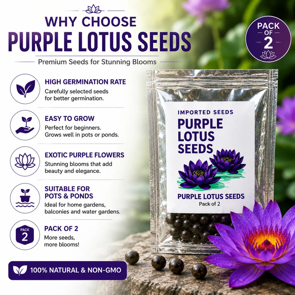 Lotus Seeds for Planting (Pack of 2) – Exotic Lotus Flower Seed for Home Garden & Water Bowls