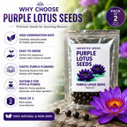 Lotus Seeds for Planting (Pack of 2) – Exotic Lotus Flower Seed for Home Garden & Water Bowls