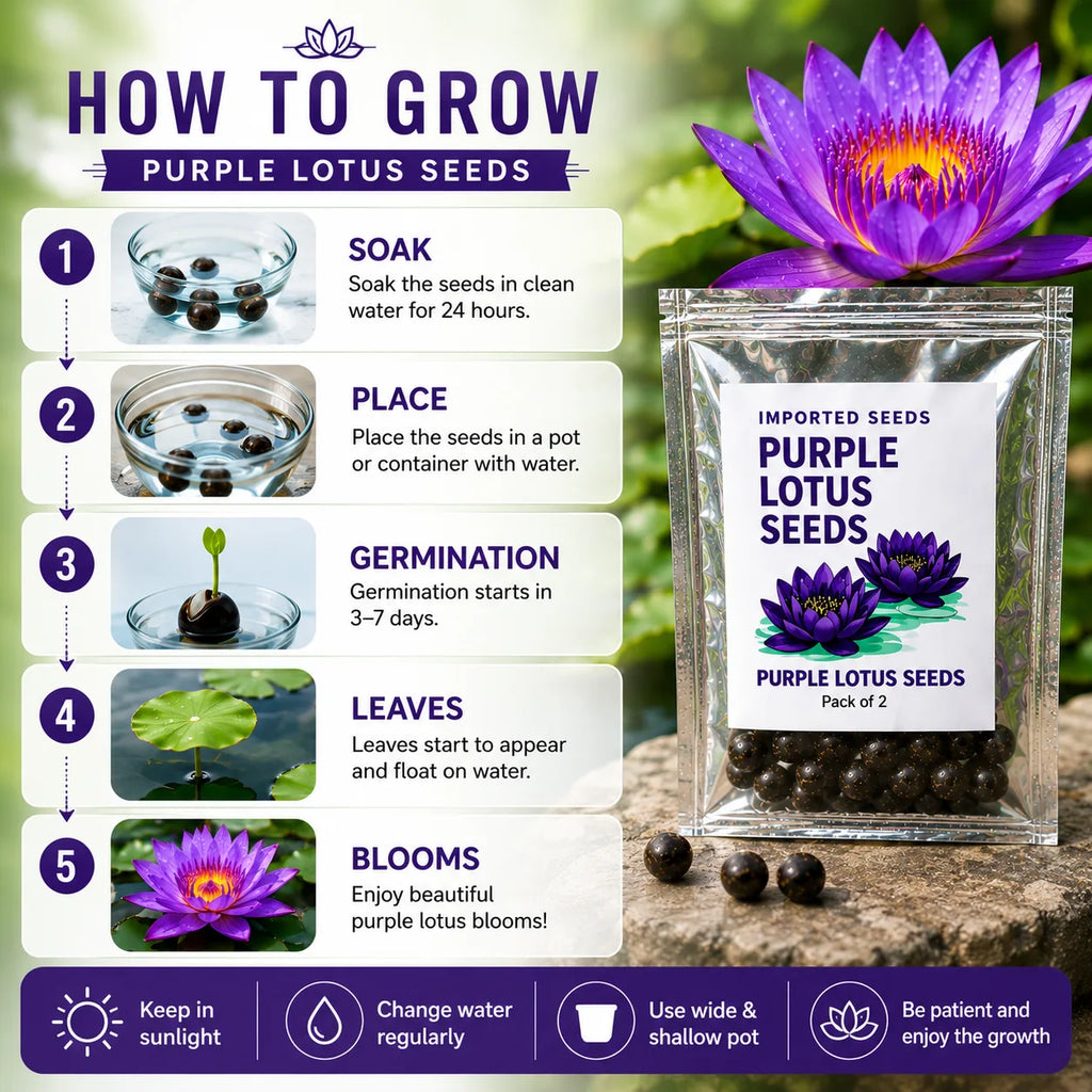 Lotus Seeds for Planting (Pack of 2) – Exotic Lotus Flower Seed for Home Garden & Water Bowls