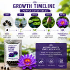 Lotus Seeds for Planting (Pack of 2) – Exotic Lotus Flower Seed for Home Garden & Water Bowls