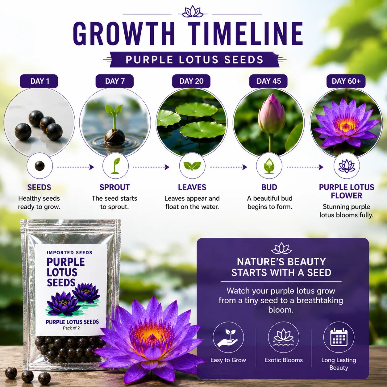 Lotus Seeds for Planting (Pack of 2) – Exotic Lotus Flower Seed for Home Garden & Water Bowls