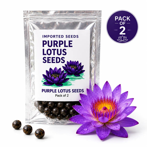 Lotus Seeds for Planting (Pack of 2) – Exotic Lotus Flower Seed for Home Garden & Water Bowls