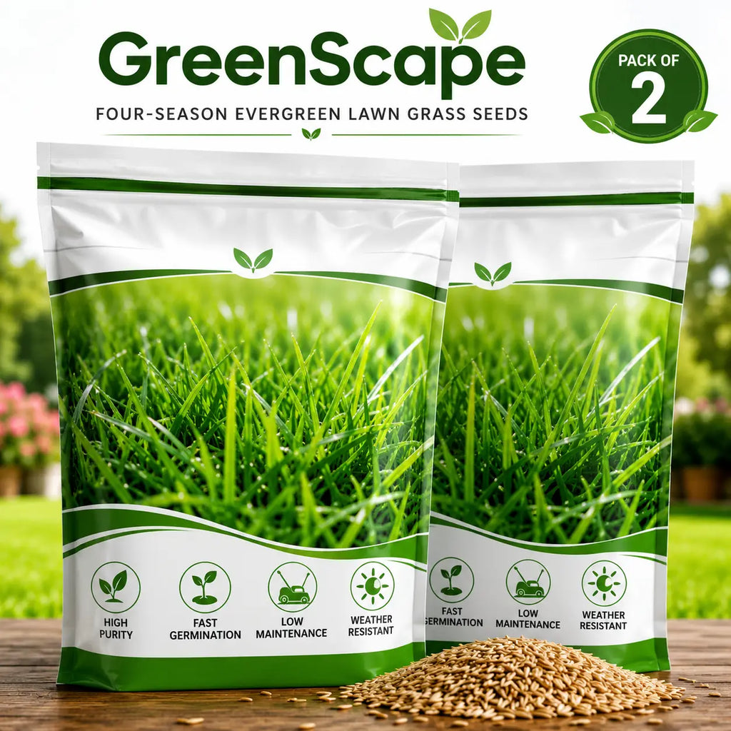 (Pack of 2) Grass Seeds Lawn Grass Seed – Premium 4-Season Evergreen Garden Grass Seed for Home Lawn & Yard