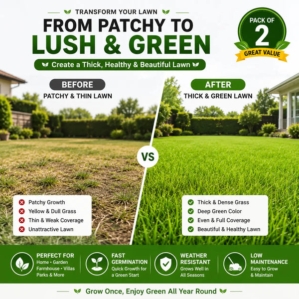 (Pack of 2) Grass Seeds Lawn Grass Seed – Premium 4-Season Evergreen Garden Grass Seed for Home Lawn & Yard